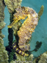 Hippocampus cf. comes - Tiger-tail seahorse
 by Paolo Rossi 